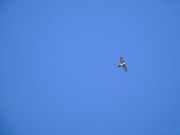 Northern goshawk